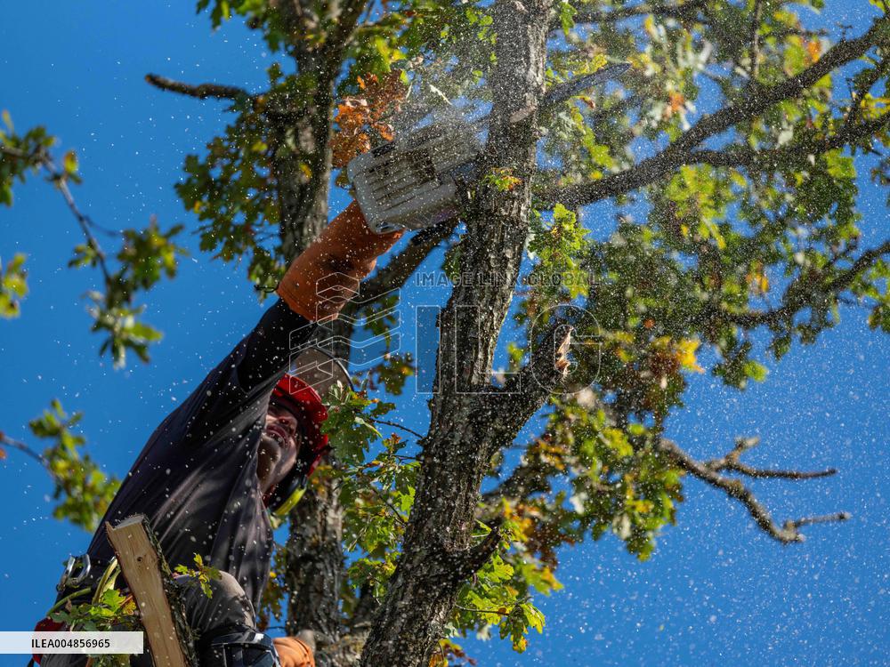 Illustration - Tree Surgeon