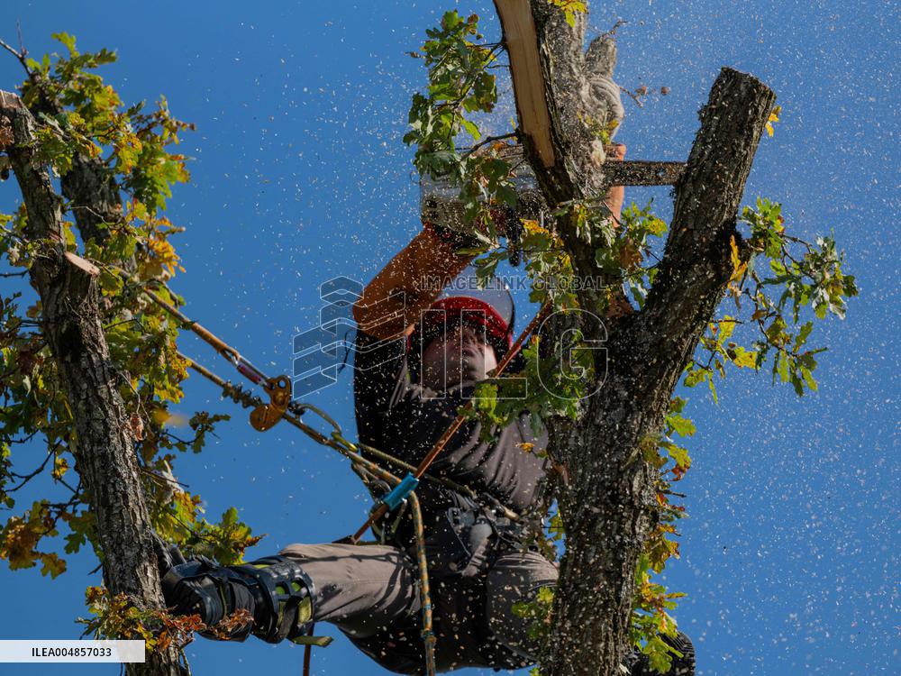 Illustration - Tree Surgeon