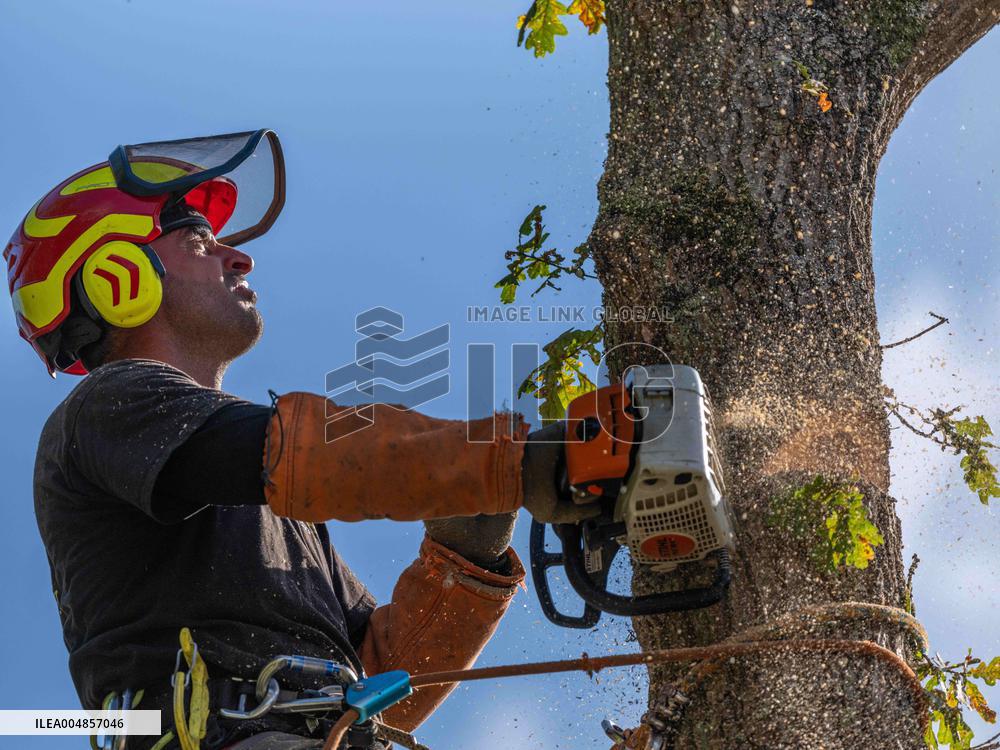 Illustration - Tree Surgeon