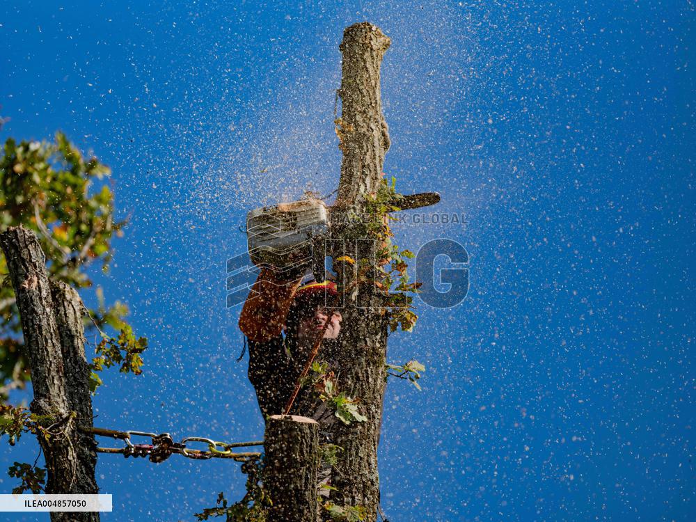 Illustration - Tree Surgeon