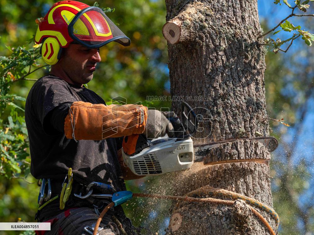 Illustration - Tree Surgeon