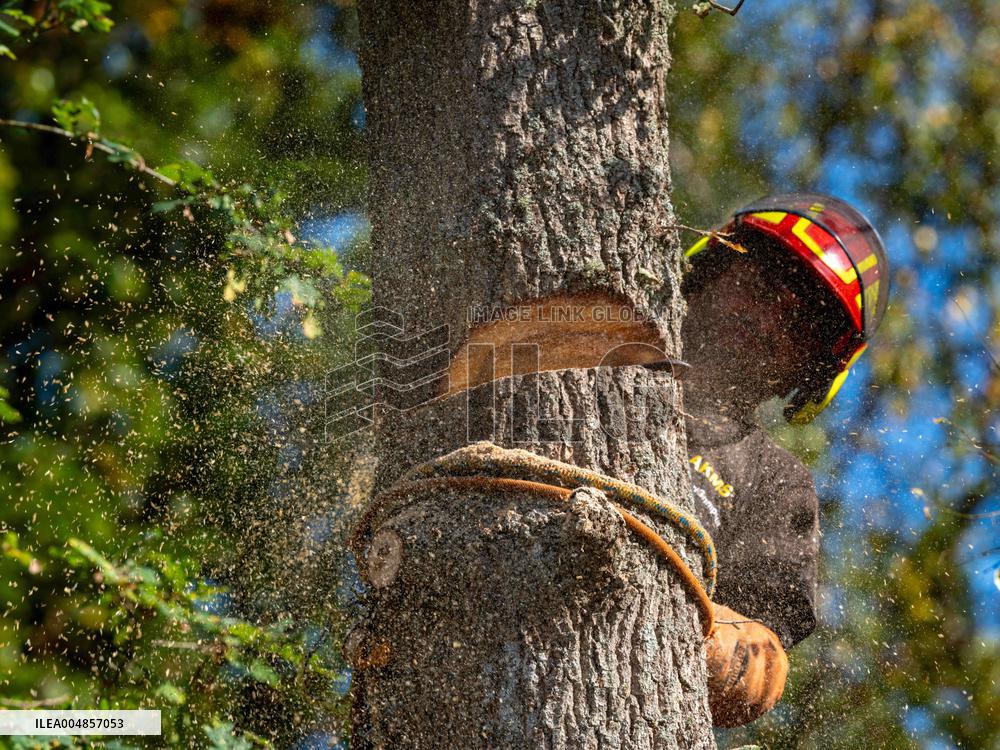 Illustration - Tree Surgeon
