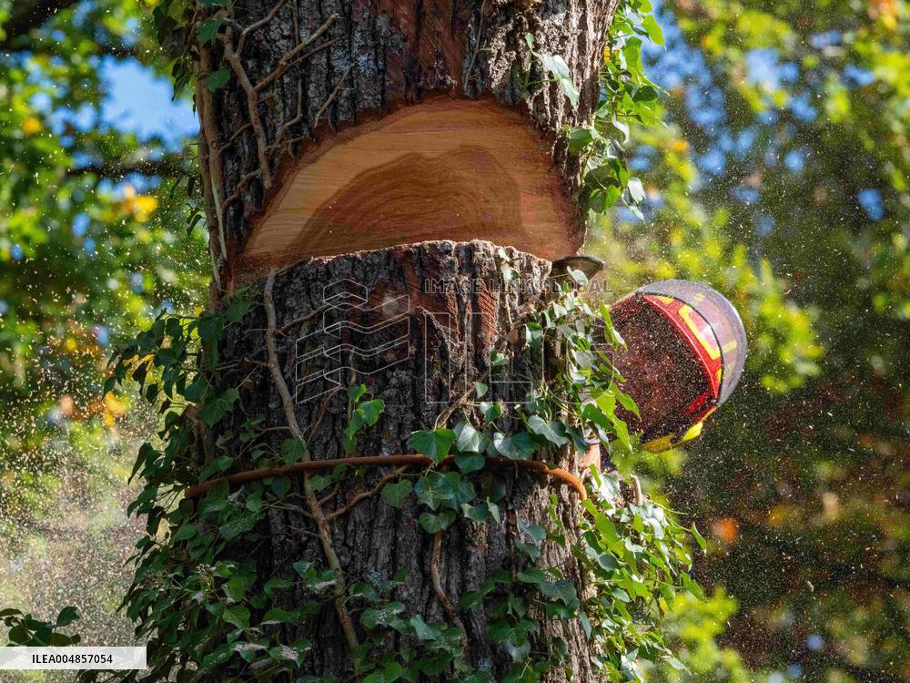 Illustration - Tree Surgeon