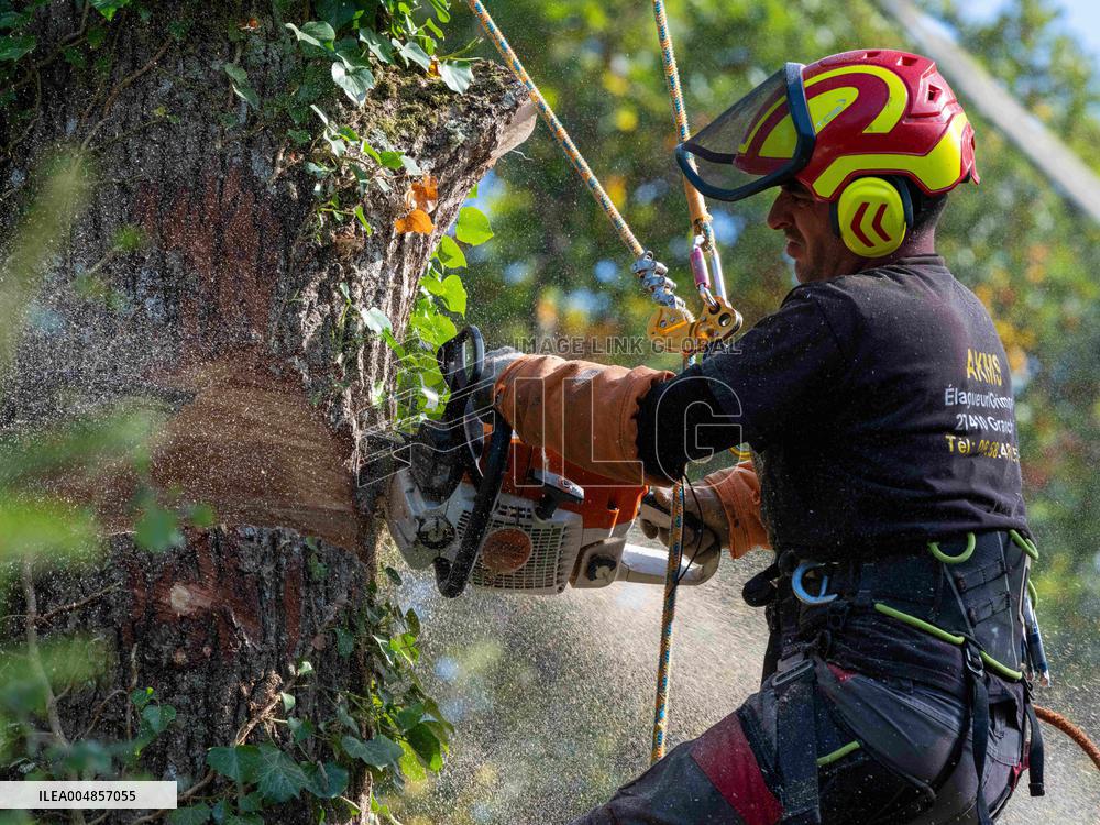 Illustration - Tree Surgeon
