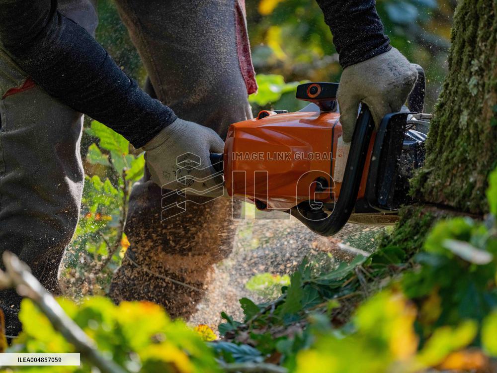 Illustration - Tree Surgeon