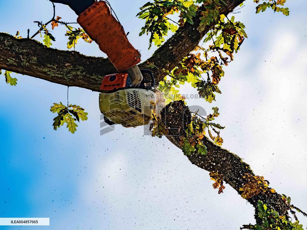 Illustration - Tree Surgeon