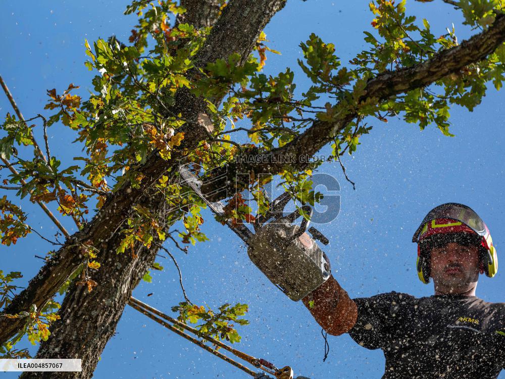 Illustration - Tree Surgeon