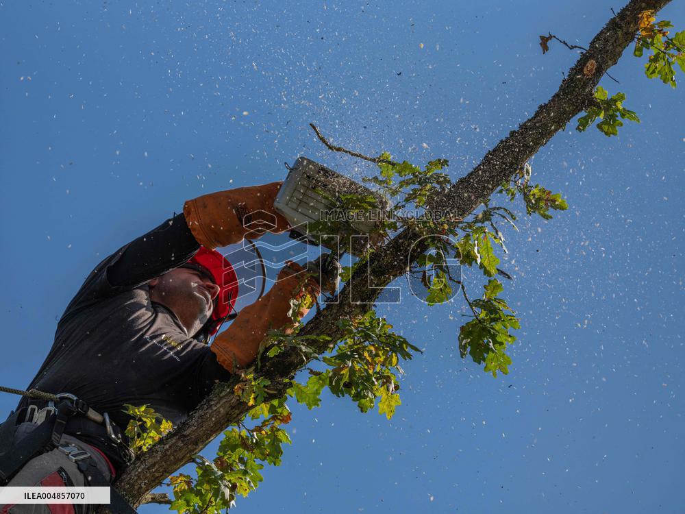 Illustration - Tree Surgeon