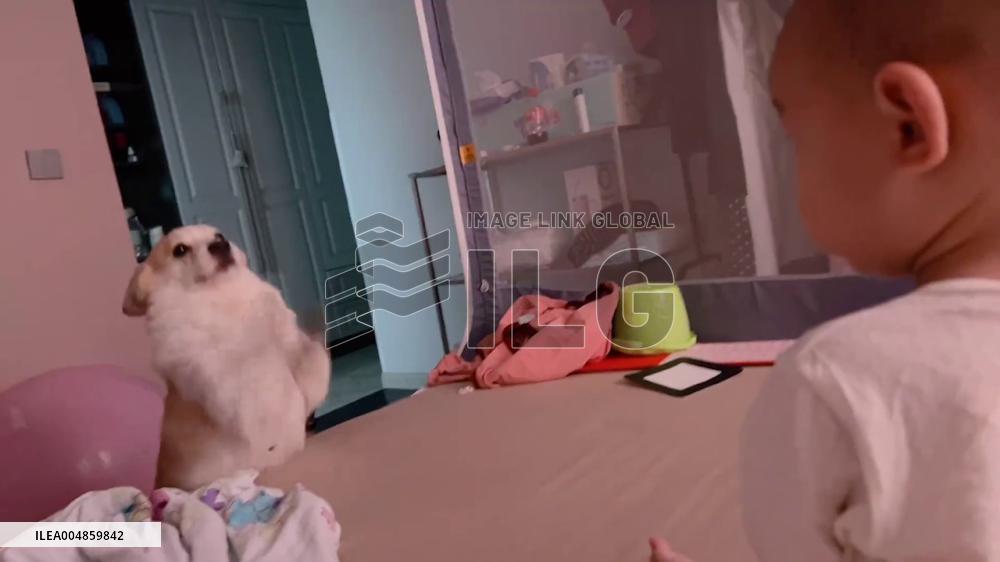 China: Baby Imitates Corgi’s Playful Moves in Adorable Video