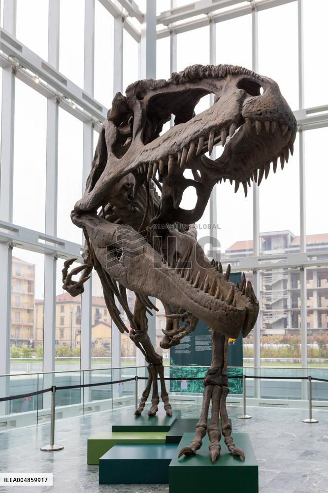 Dinosaur Skeleton Exhibition - Turin