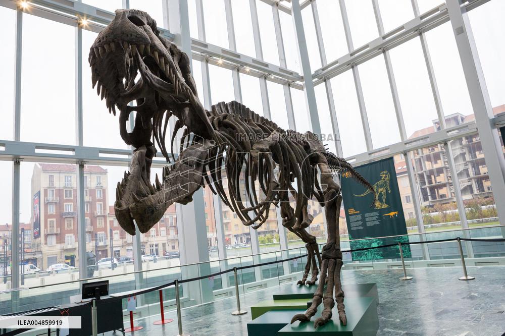 Dinosaur Skeleton Exhibition - Turin