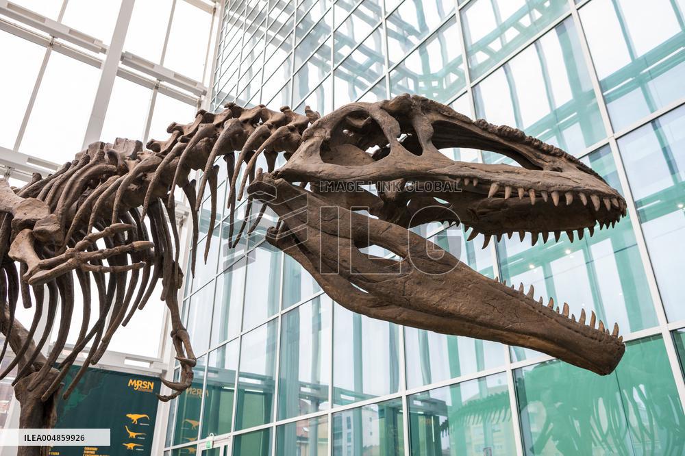 Dinosaur Skeleton Exhibition - Turin