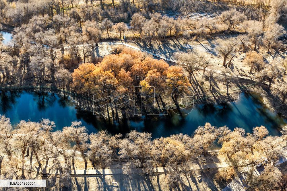 Populus Euphratica Forest - China