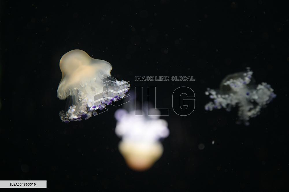 Singapore Oceanarium - Singapore