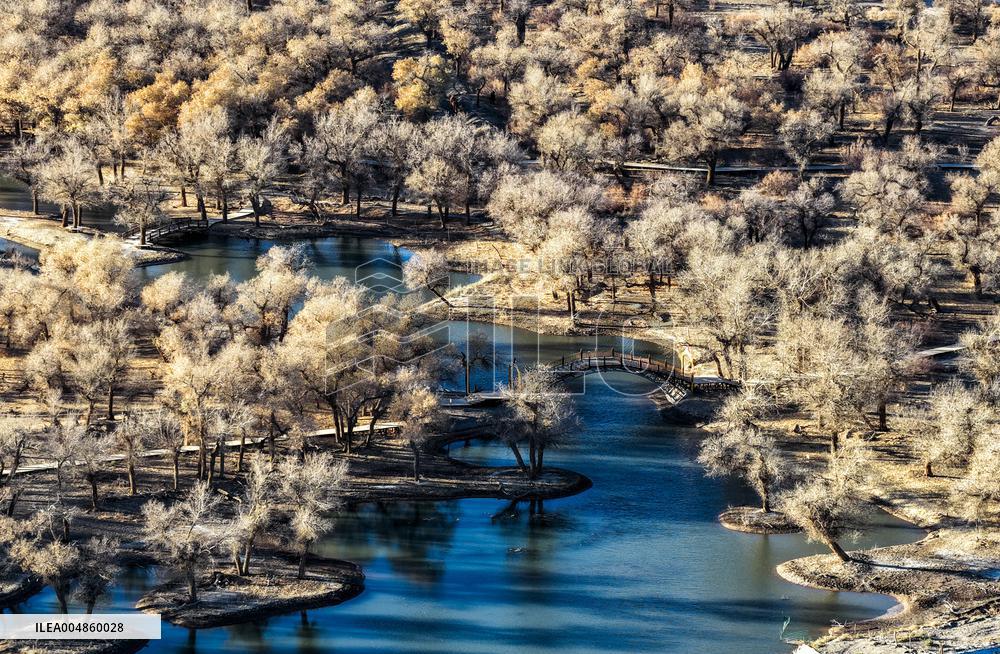 Populus Euphratica Forest - China