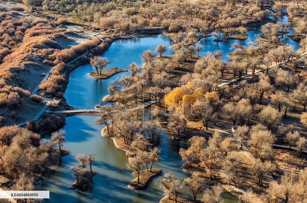 Populus Euphratica Forest - China