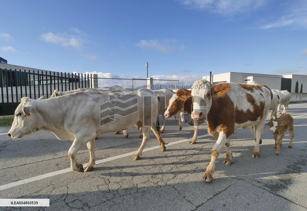 Autumn Transhumance Along Brembo River - Dalmine