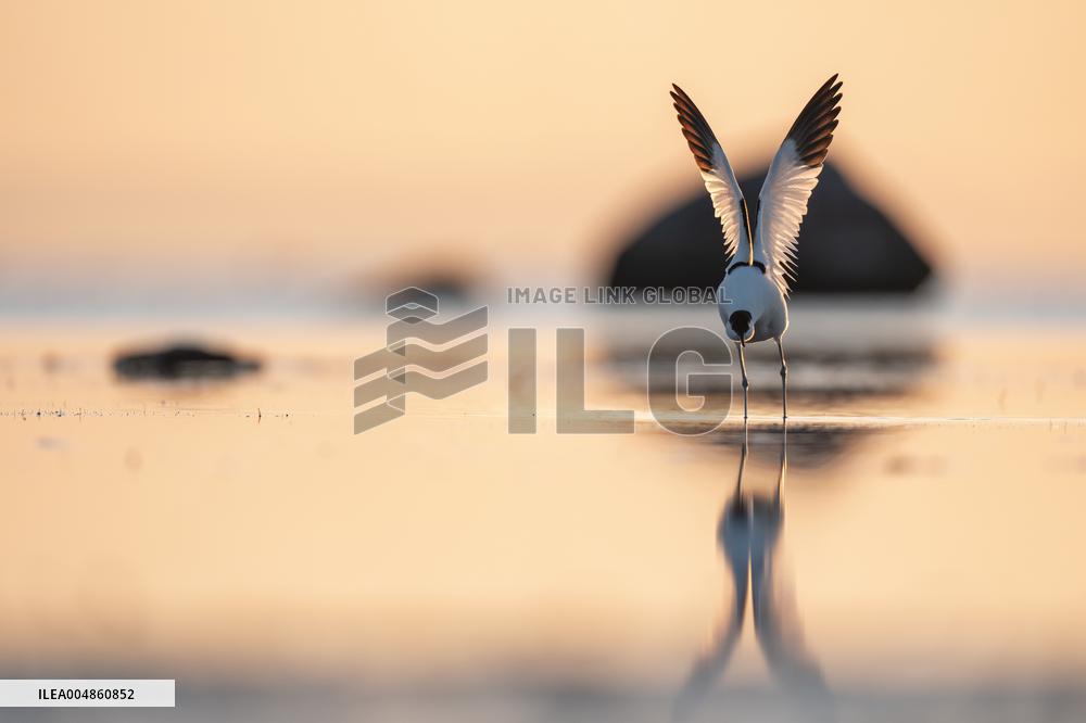 PIED AVOCET
