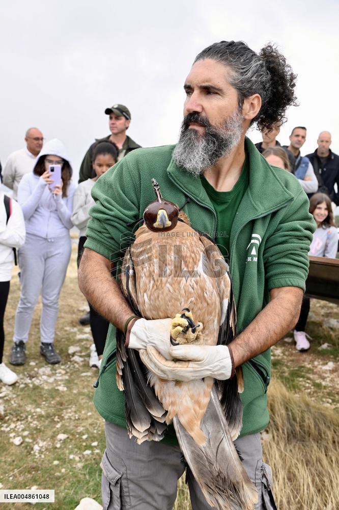 Release Of Imperial Eagle - Spain