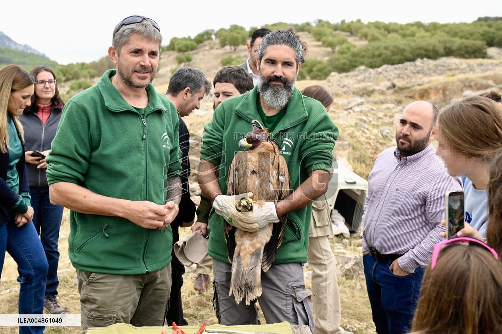 Release Of Imperial Eagle - Spain