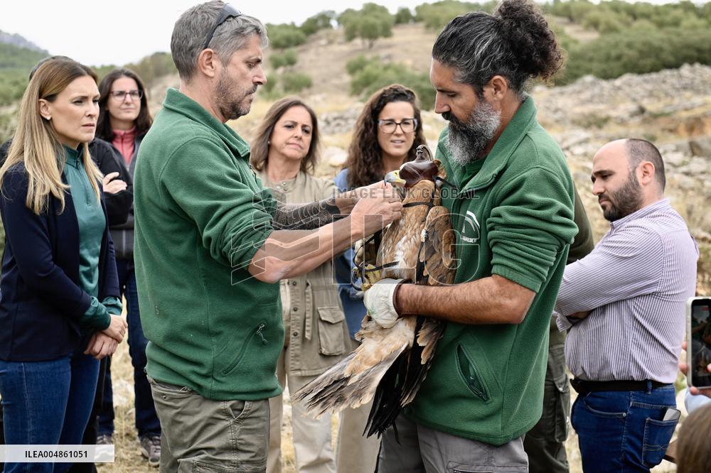 Release Of Imperial Eagle - Spain