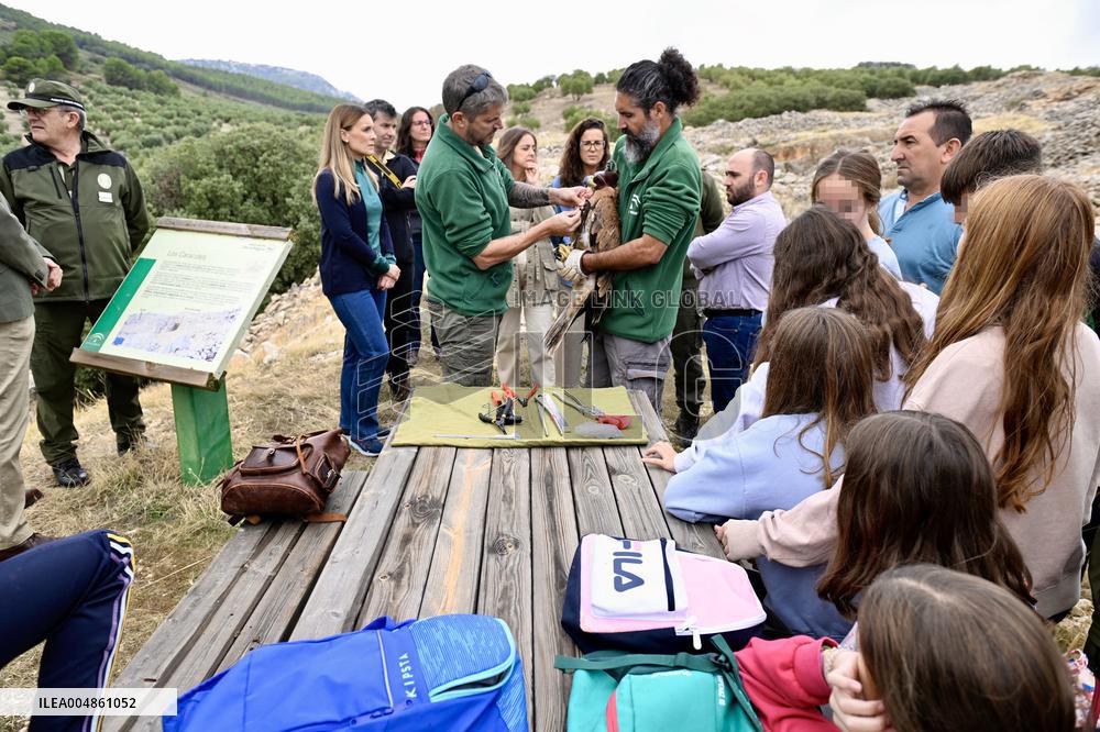 Release Of Imperial Eagle - Spain