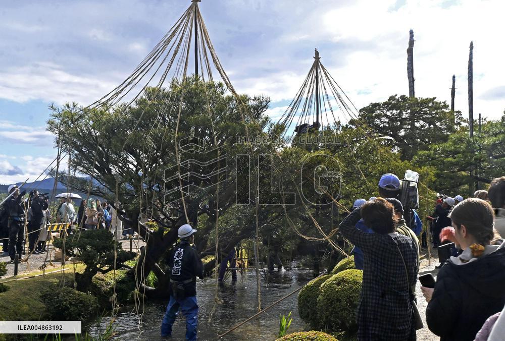Tree protection work at Kanazawa garden
