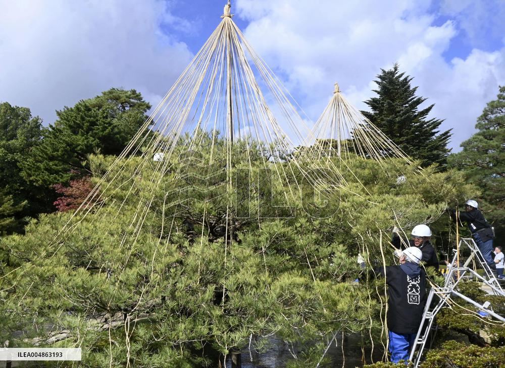Tree protection work at Kanazawa garden