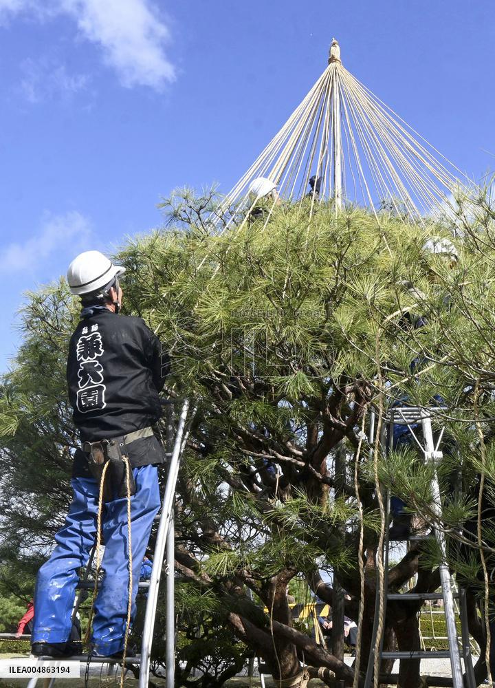 Tree protection work at Kanazawa garden