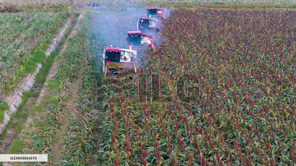 Red Sorghum Planting