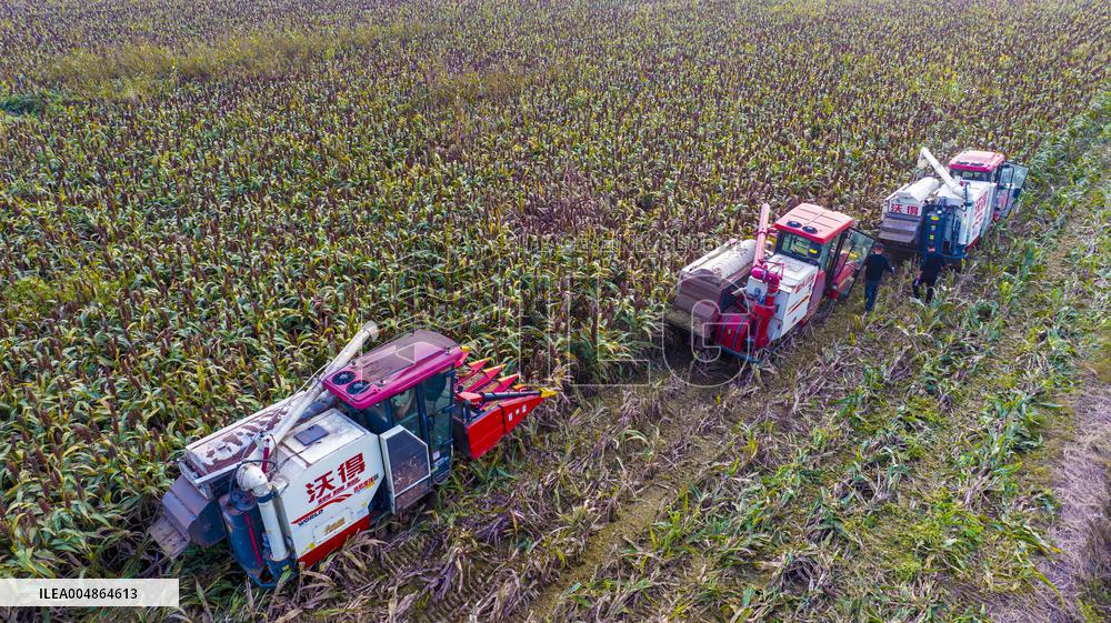 Red Sorghum Planting