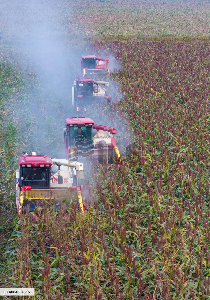 Red Sorghum Planting