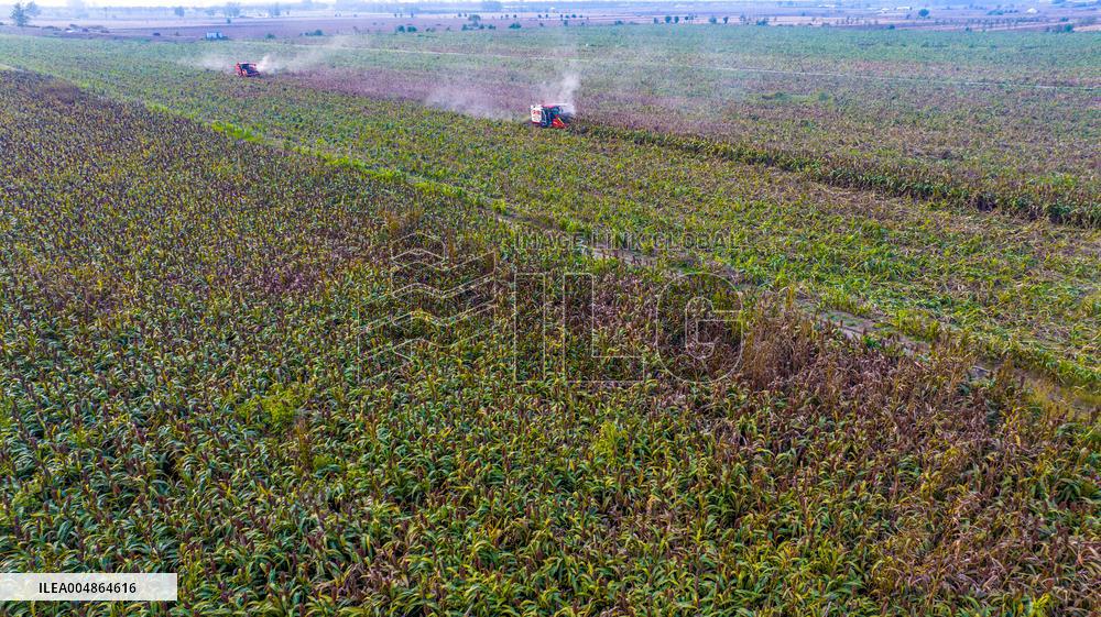 Red Sorghum Planting