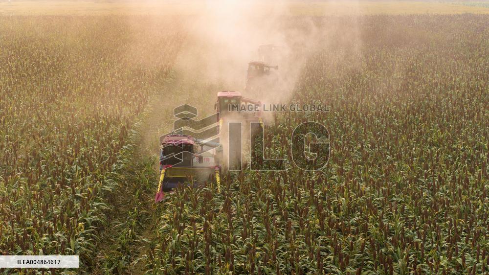 Red Sorghum Planting