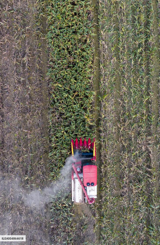 Red Sorghum Planting