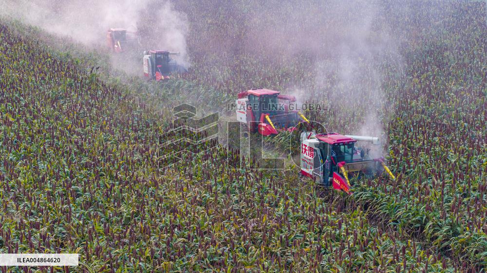 Red Sorghum Planting
