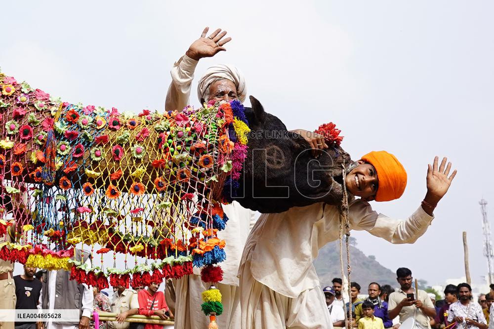 A Camel Performs During A Dance Competition - Pushkar