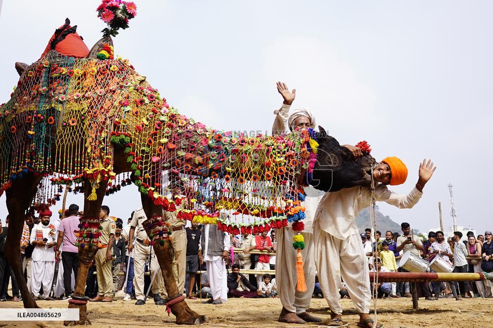 A Camel Performs During A Dance Competition - Pushkar