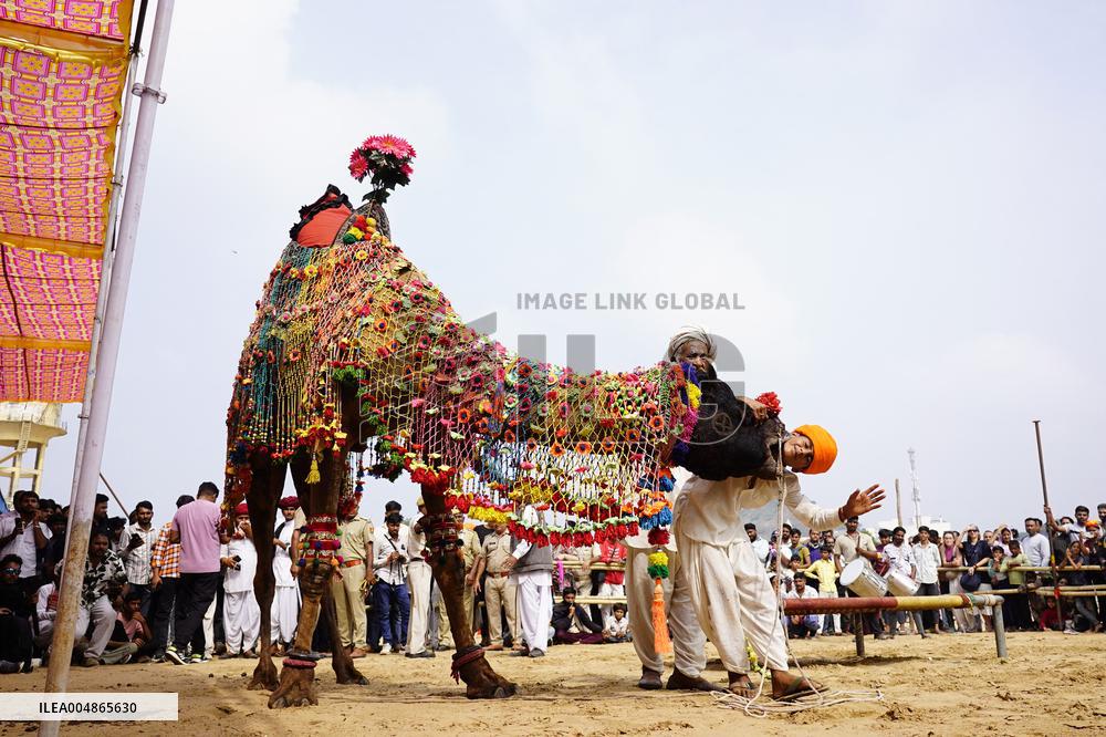 A Camel Performs During A Dance Competition - Pushkar