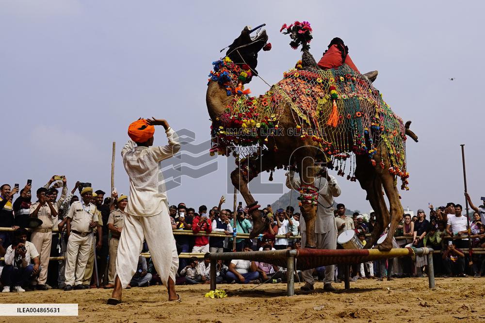 A Camel Performs During A Dance Competition - Pushkar
