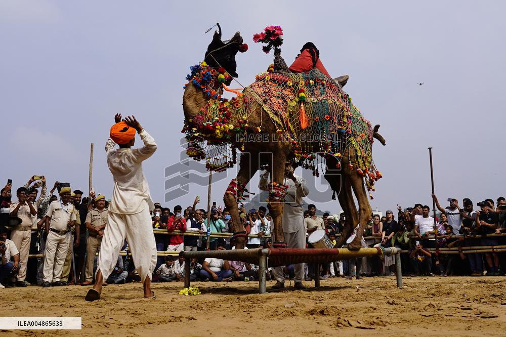 A Camel Performs During A Dance Competition - Pushkar