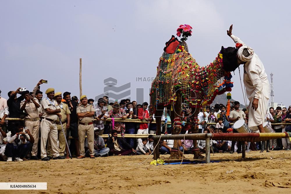 A Camel Performs During A Dance Competition - Pushkar