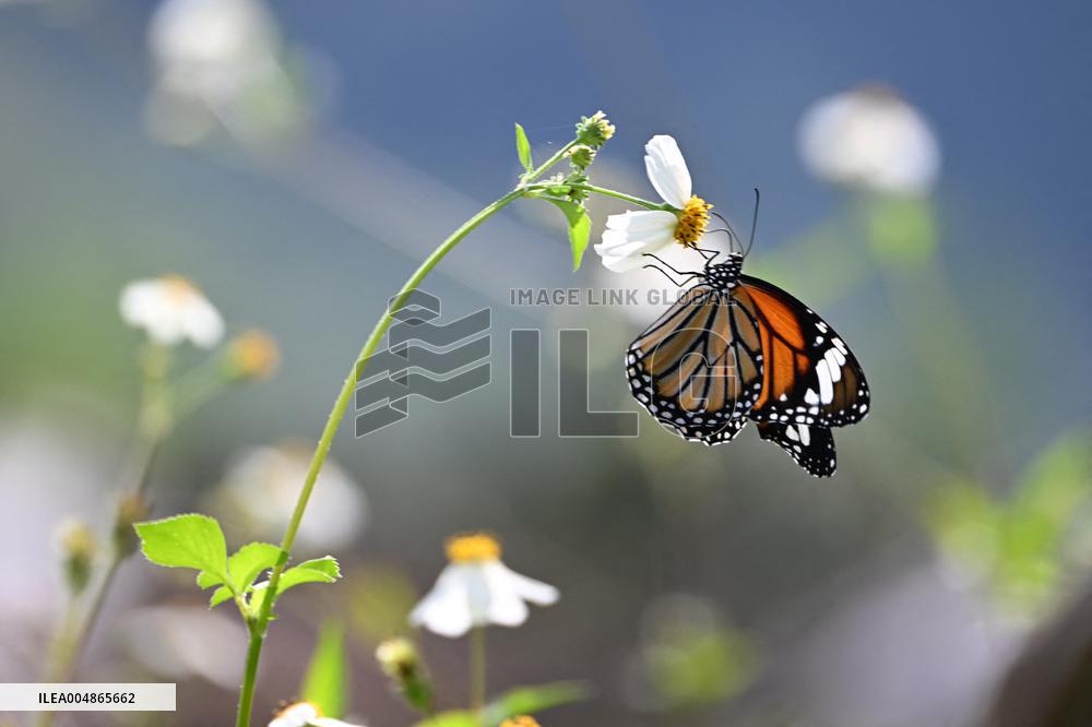 Autumn Scenery - China