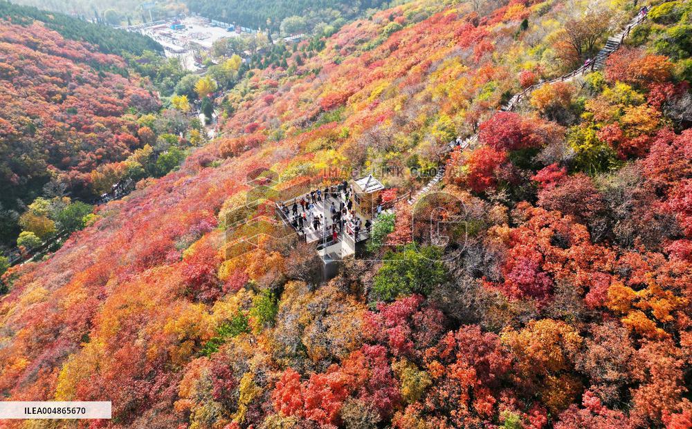 Autumn Scenery - China