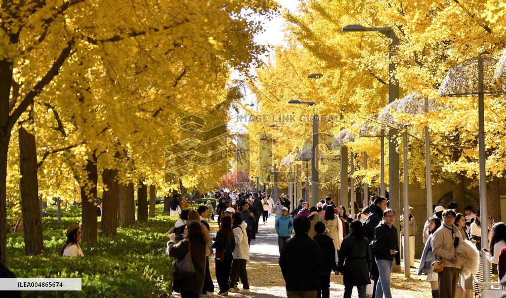 Autumn Scenery - China