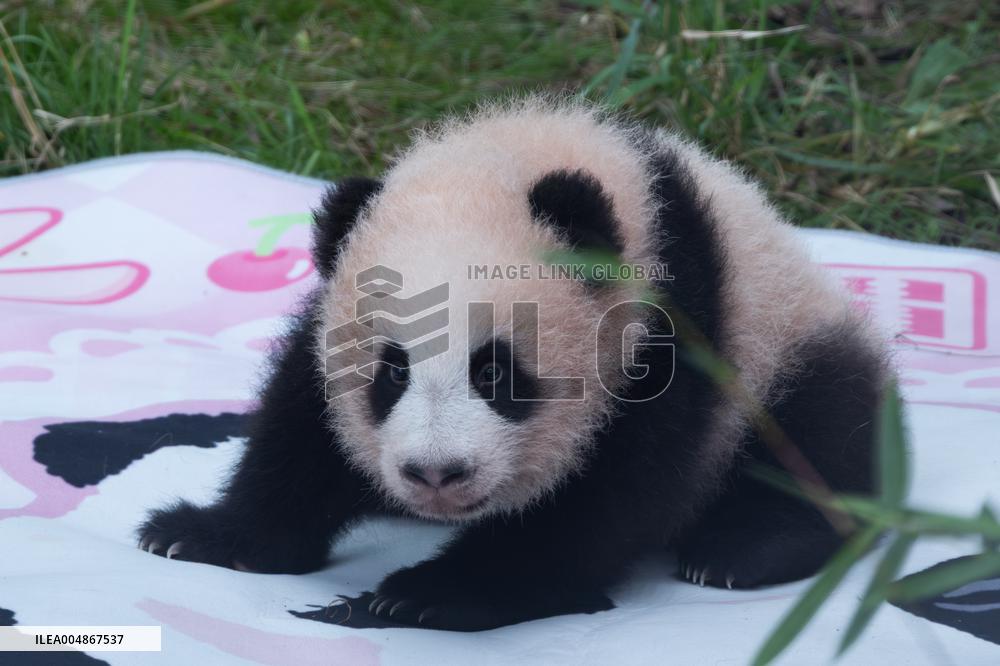 Giant Panda Liangyue Cub
