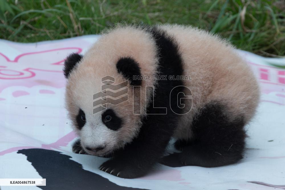 Giant Panda Liangyue Cub