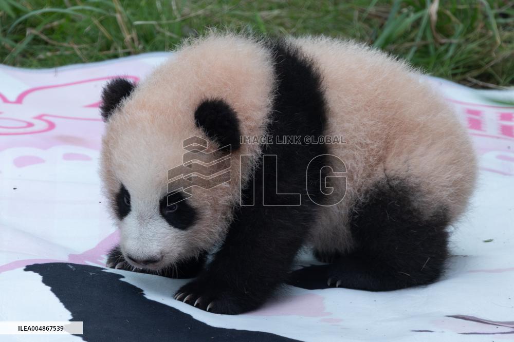 Giant Panda Liangyue Cub