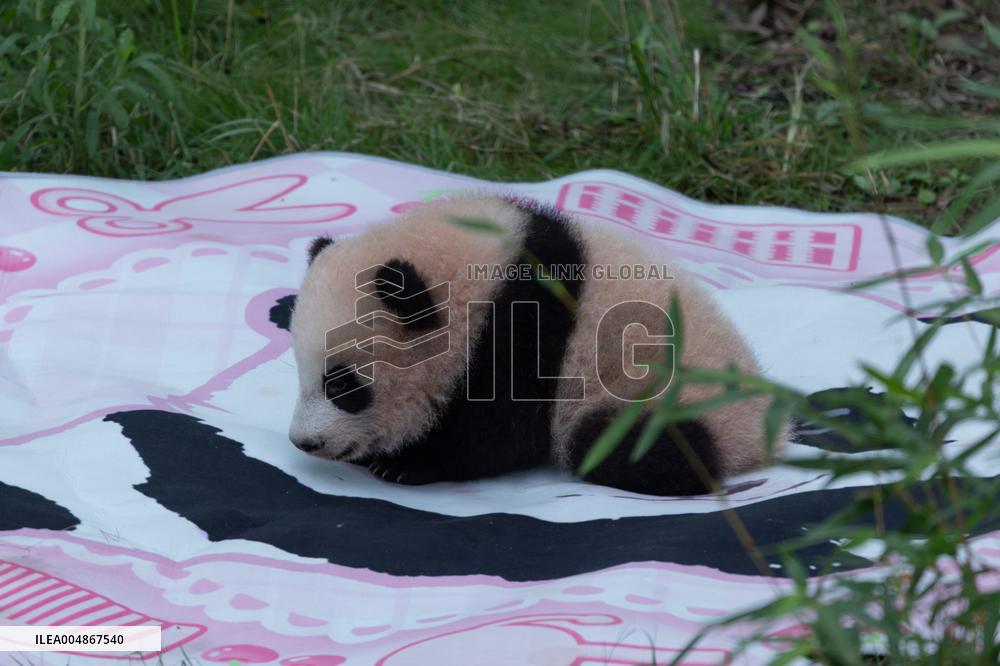 Giant Panda Liangyue Cub