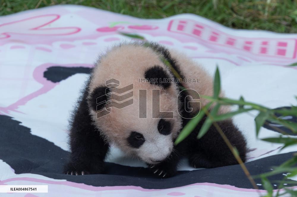 Giant Panda Liangyue Cub